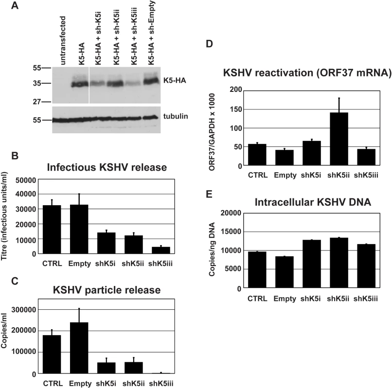 RNAi-depletion of K5 during lytic replication suppresses KSHV particle release.