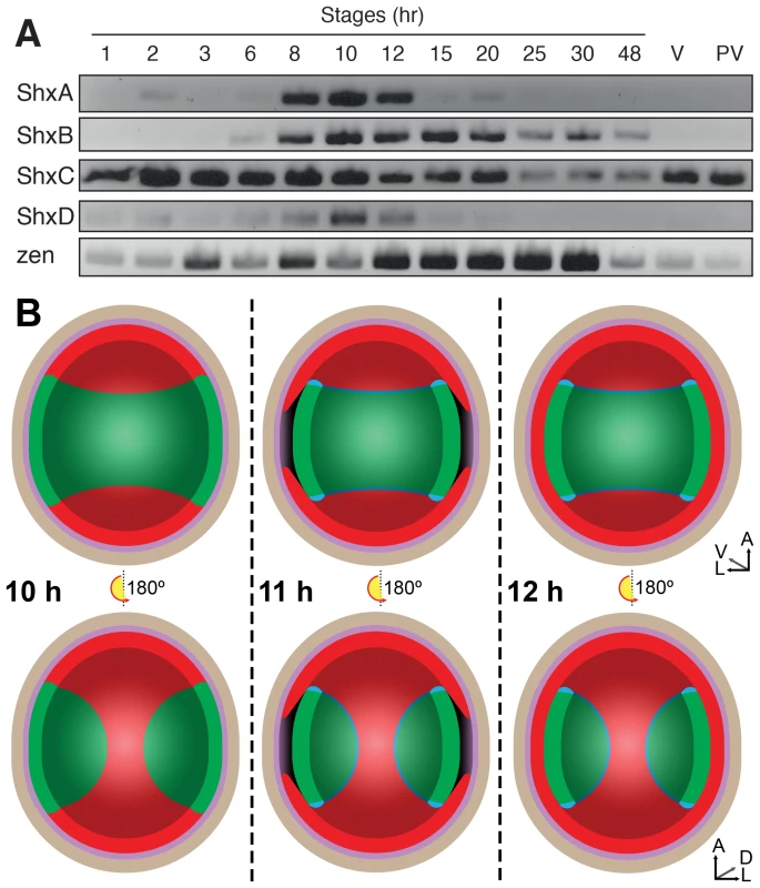 (A) Expression of Shx genes throughout embryonic stages of <i>P. aegeria</i>.