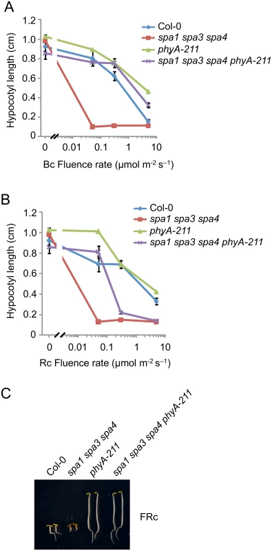 The <i>phyA-211</i> mutation abolishes the hypersensitivity of the <i>spa1 spa3 spa4</i> mutant to B and FR but not to R.