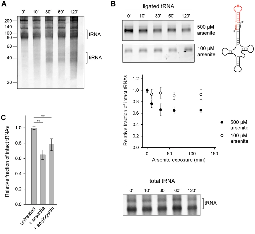 Oxidative stress-mediated tRNA cleavage in HeLa cells.