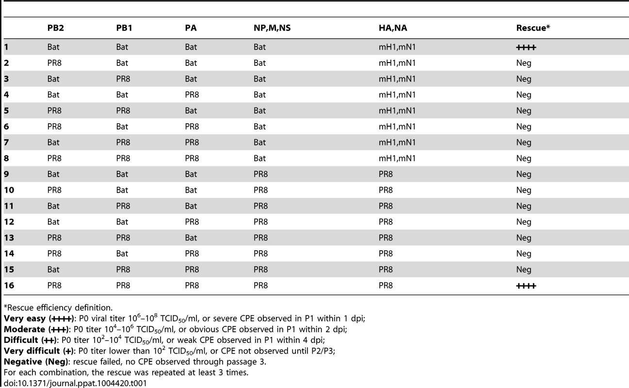 Rescue efficiency of PB2, PB1, PA reassortants between Bat09:mH1mN1 and PR8.