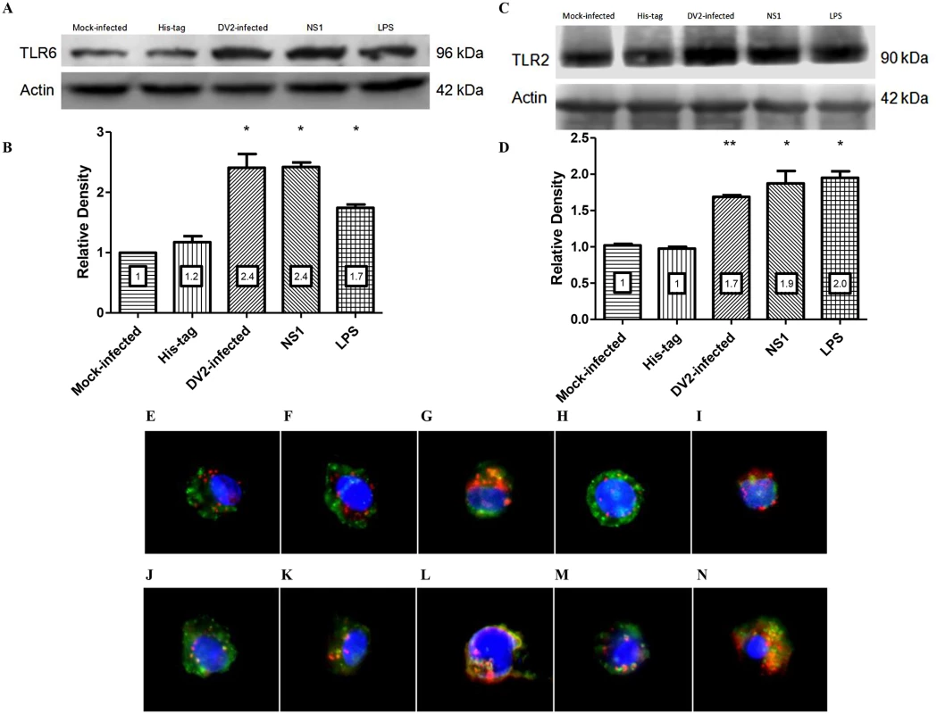 DV NS1 protein up-regulates TLR2 and TLR6 of PBMC.