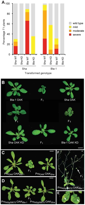 Requirement of <i>OAK</i> kinase activity and expression domain for hybrid phenotype.