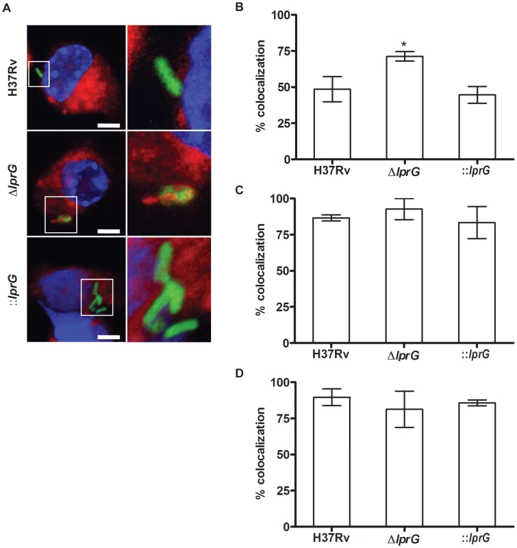 The <i>lprG</i> mutant is impaired for inhibition of Phagosome-Lysosome fusion.