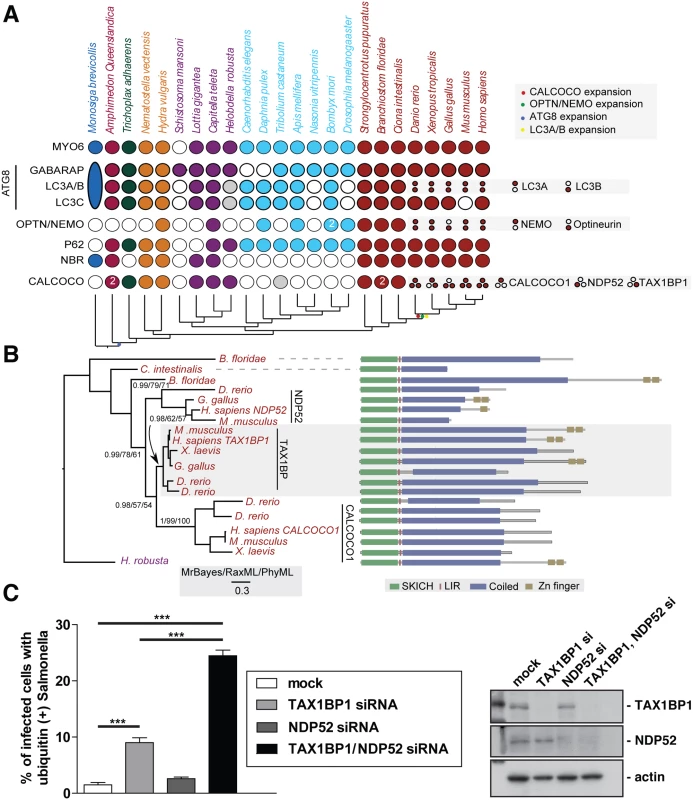 Evolutionary analysis of myosin VI associated adaptors and autophagy-related proteins.