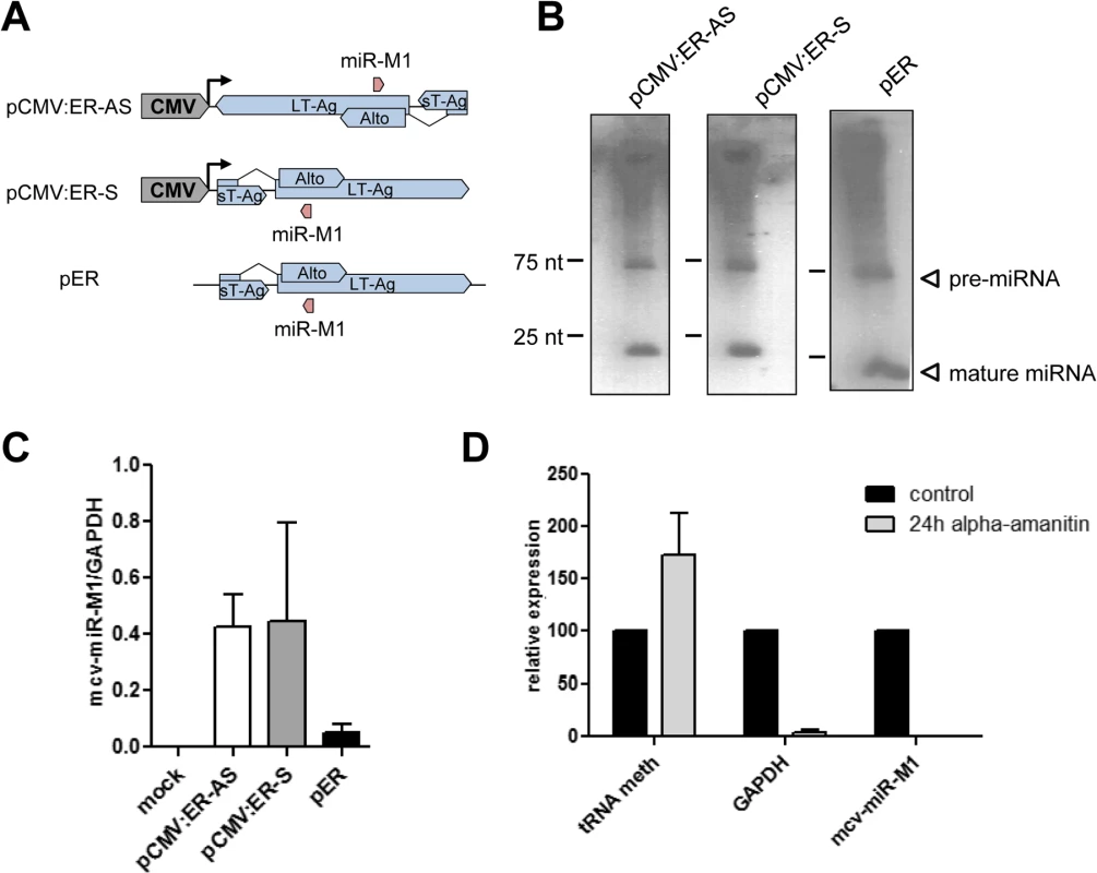 mcv-miR-M1 can be expressed independently of NCCR-initiated late gene expression.