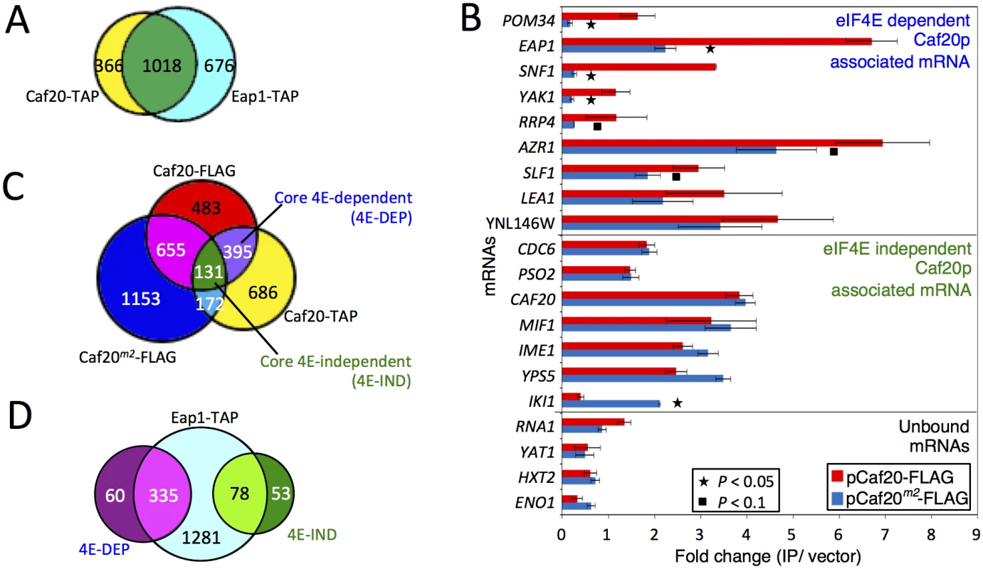 Identifying eIF4E-dependent and independent mRNAs associating with Caf20p.