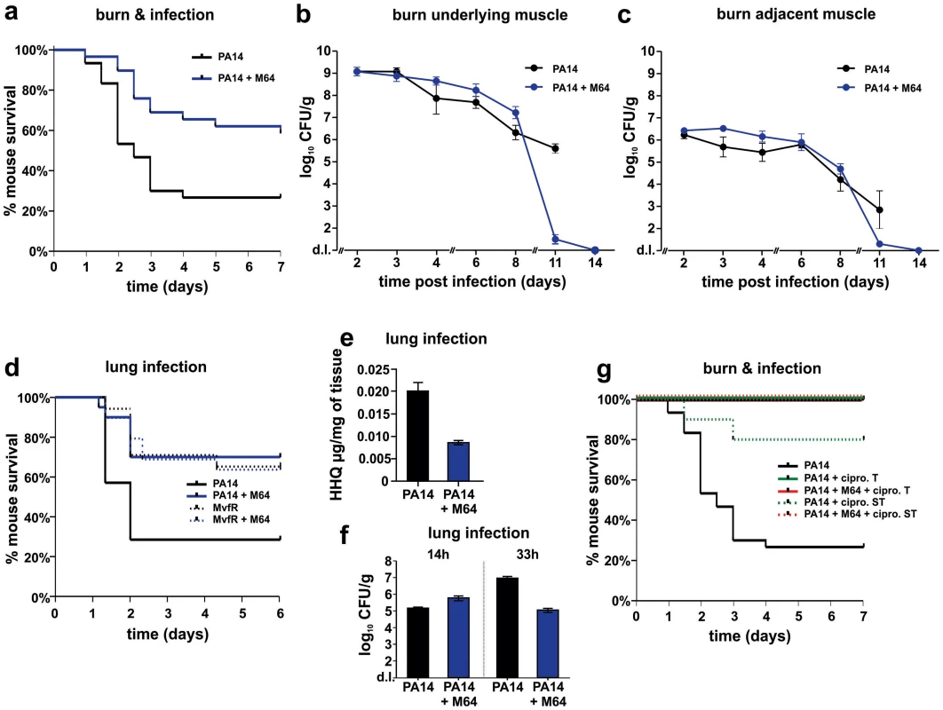 M64 reduces PA14 virulence in mouse burn infection, and lung infection, models.