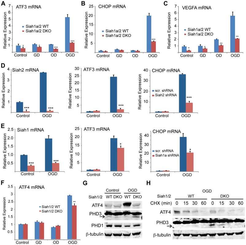 ATF4 transcriptional activity following oxygen glucose deprivation is Siah1/2 dependent.