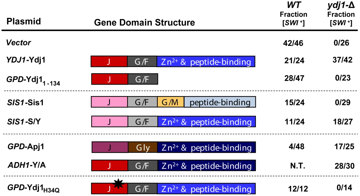 [<i>SWI</i><sup>+</sup>] requires a function of the C-terminal domains of Ydj1.