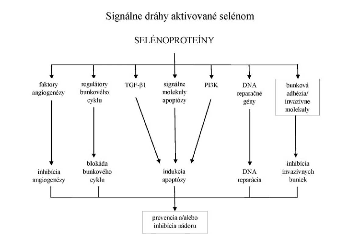 Úloha selénoproteínov v metabolizme bunky